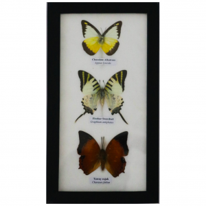 Taxidermy Butterfly – 3 Butterflies under Glass (Assorted)