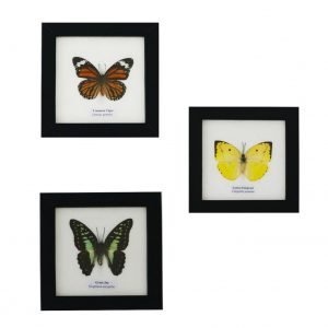 Taxidermy Butterfly – Great Jay